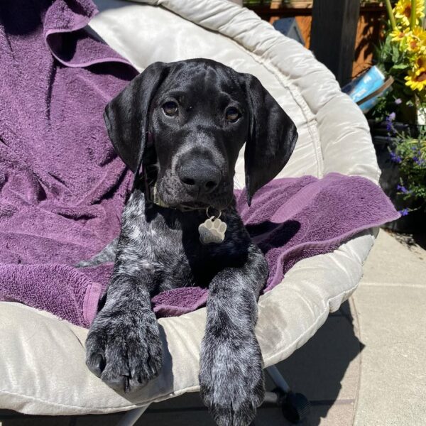 Nala