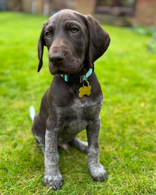 Rex