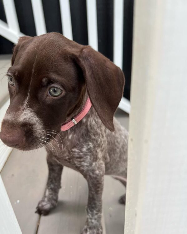 Duke